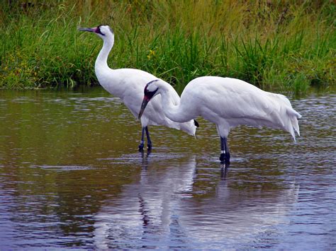 Beautiful crane | Wild Birds | Wild Life