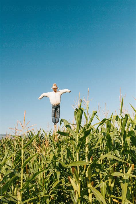 "Vertical View Of A Scarecrow In A Corn Field" by Stocksy Contributor "Misha Dumov" - Stocksy