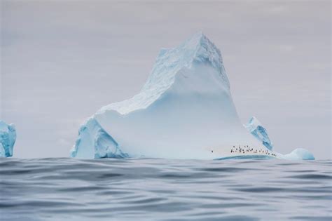 Premium Photo | Chinstrap penguins on an iceberg of the coast of elephant island antarctica