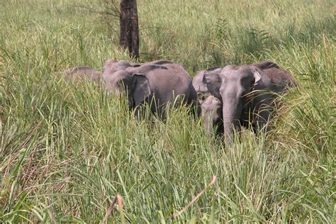 Explore Meghalaya's Diverse Wildlife | Meghalaya Tourism