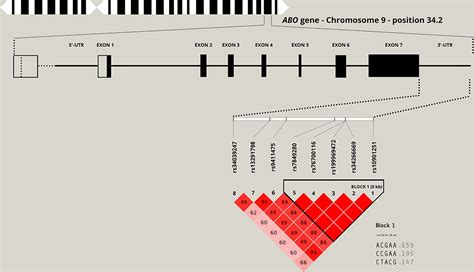 Frontiers | Allelic Variants Within the ABO Blood Group Phenotype Confer Protection Against ...