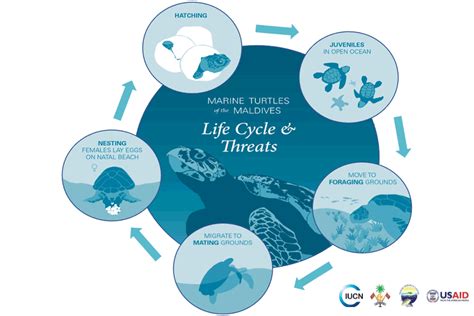 Life Cycle of Turtles - Olive Ridley Project