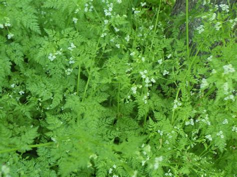 Anthriscus caucalis – Treasures of the Boise Front