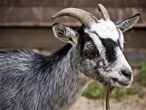 Goat-grey stock image. Image of animal, rural, agriculture - 21772293