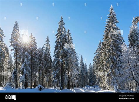 Germany, Bavaria, Bohemian Forest in winter Stock Photo - Alamy