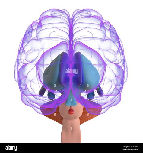 Brain Animation 3d