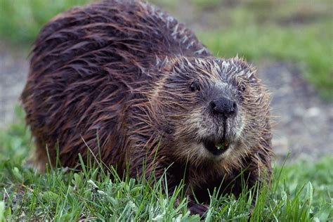 Leave it to Beavers | NRDC