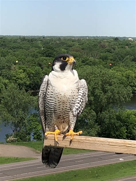 Peregrine falcons return to nesting box - Great River Energy