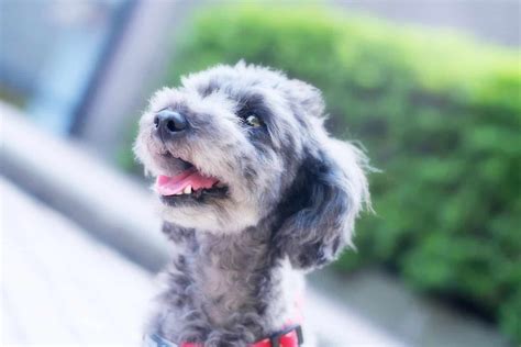 The Merle Poodle: What Lies Behind This Dog Breed