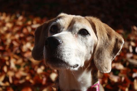 Beagle Puppies For Sale Boise Idaho