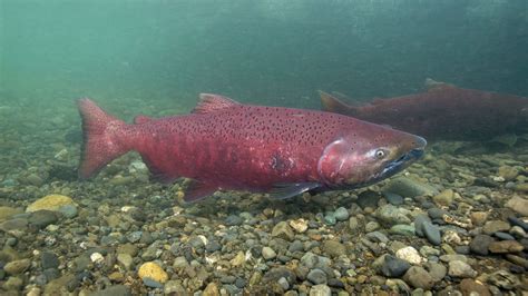 ‘The fish are much, much smaller’: study finds Yukon-Alaska salmon ...