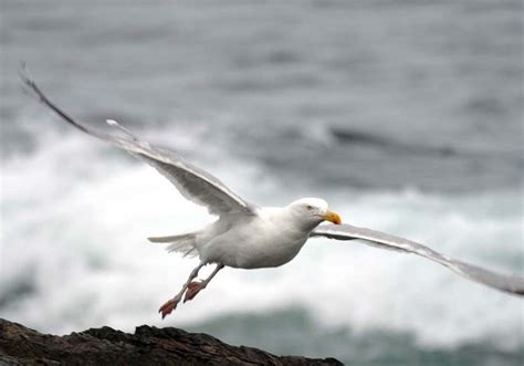 Stanley Seagull: Seagull habitats