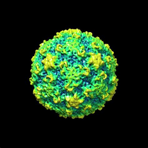 Human Rhinovirus Photograph by Louise Hughes/science Photo Library - Pixels