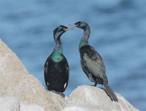 PelagicCormorantp