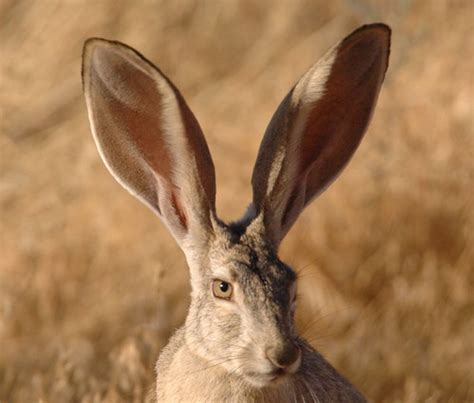 black-tailed jackrabbit | Bitter Creek National Wildlife Ref… | Flickr