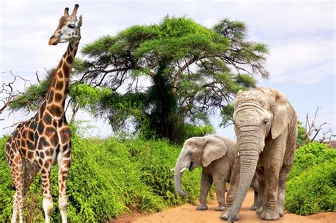 Giraffe and Elephants in South Africa jigsaw puzzle in Animals puzzles ...