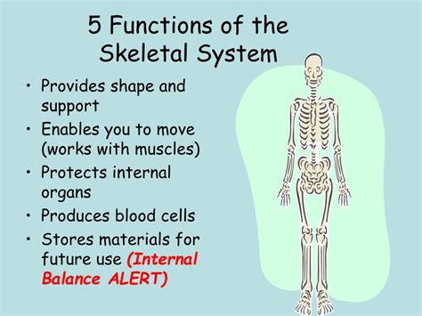 5 Major Functions Of The Skeletal System - slide share