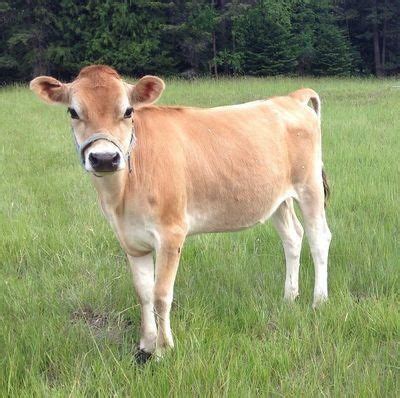 Mini, Midsize, and Full Size Jersey Family Milk Cows, NWHomestead.com, Idaho | Jersey cow ...