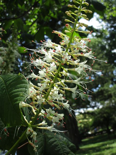 Outside Now: Bottlebrush Buckeye Blooms