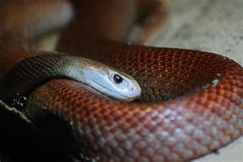 Coastal Taipan 3rd Most Venomous Snake In The World by Miroslava Jurcik ...