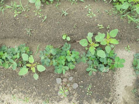 Timing is Critical for Palmer Pigweed Control | Farms.com