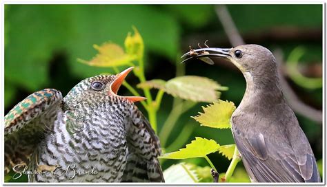 Brood Parasite - Klaas's Cuckoo - Brink's Photographic Journey