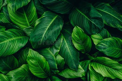 Green Leaf Texture, Nature Background Stock Photo - Image of green ...