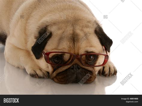 Pug Wearing Glasses Image & Photo | Bigstock