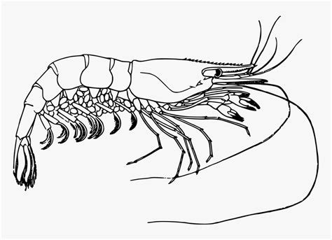 Prawn - Clip Art Black And White Shrimp, HD Png Download , Transparent ...