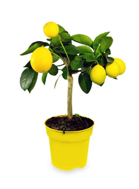 Lemon Bonsai » Top Growing & Care Tips