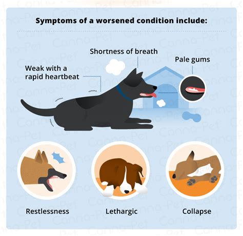 What Causes A Dogs Stomach To Twist