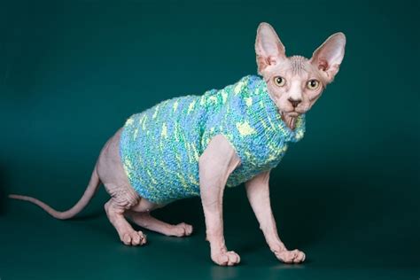 How to Care for Hairless Cats