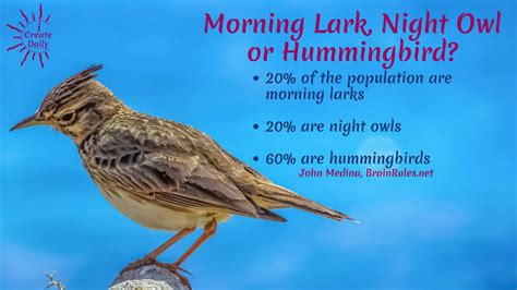 Morning Lark, Night Owl or Hummingbird? - iCreateDaily Goals, Habits & Productivity | Night owl ...