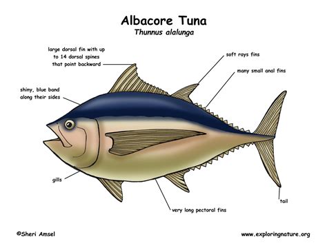 Tuna (Albacore)