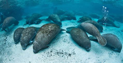 300-Manatee Gathering Shuts Down Florida Wildlife Refuge | Discovery Blog | Discovery