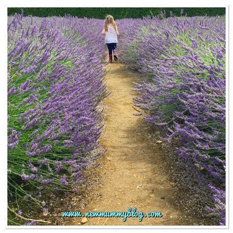 Cotswold Lavender Fields | August 2017 #MySundayPhoto - New Mummy Blog