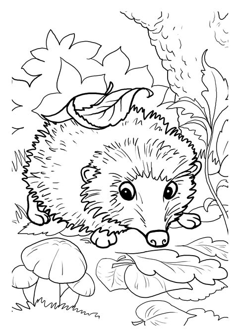 Free Hedgehog Coloring Pages Printable