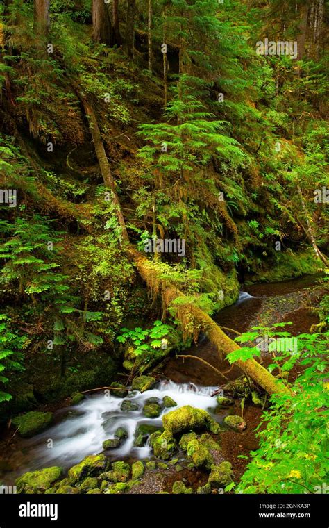 Tunnel Creek along Tunnel Creek Trail, Buckhorn Wilderness, Olympic National Forest, Washington ...