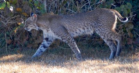 Field Notes and Photos: Florida Bobcat: Lynx rufus