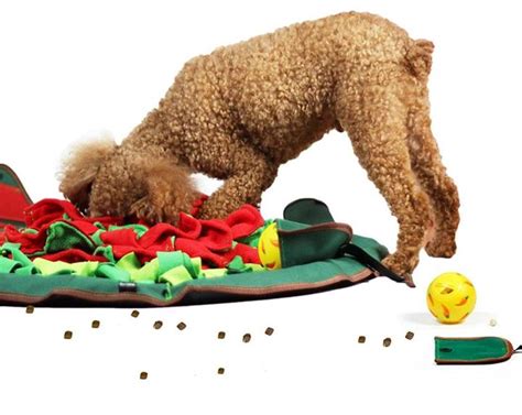 Brain Stimulating Toys For Dogs | Wow Blog