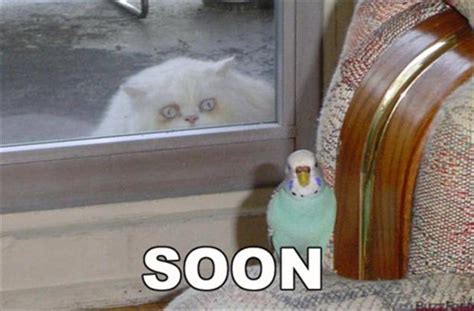 Funny "Soon" Meme - 38 Pics