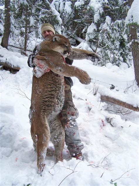 Mountain Lion Hunting