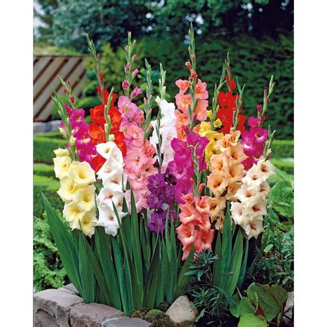 Shop Garden State Bulb 40-Pack Mixed Gladiolus Bulbs at Lowes.com