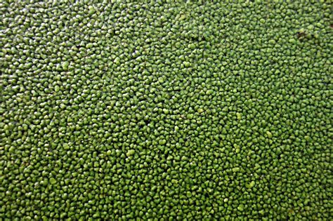 Duckweed Wolffia Globosa Pond - Free photo on Pixabay - Pixabay