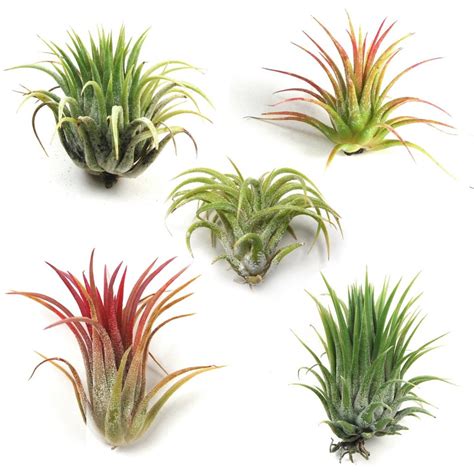 Types of Air Plants: Benefits And Care Tips