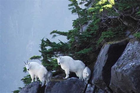 Visit Ketchikan Alaska Wildlife photos from Ketchikan