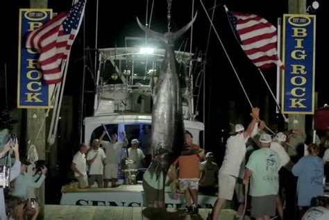 Shark bites oust 619-pound marlin from fishing tourney and $3.5M prize ...