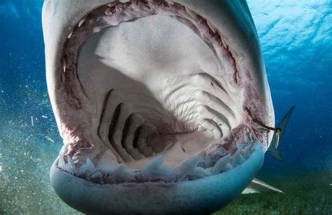 Inside The Mouth Of A Shark - Barnorama