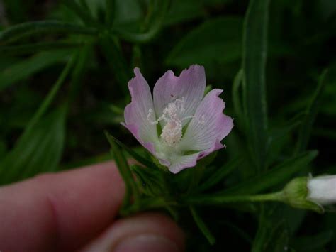 Callirhoe alcaeoides (Malvaceae) image 15565 at PhytoImages.siu.edu