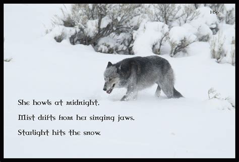 Lone Wolf Wallpapers - Wallpaper Cave